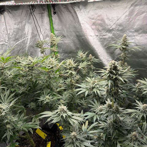 Planet of the Grapes RBX growlog timeline photo