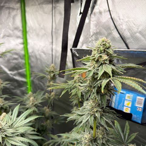 Planet of the Grapes RBX growlog timeline photo