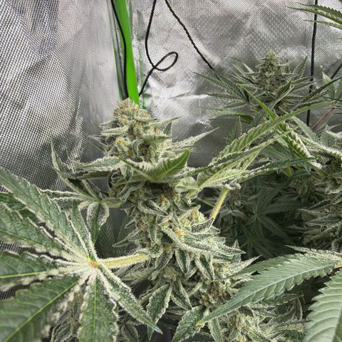 Planet of the Grapes RBX growlog timeline photo