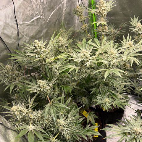 Planet of the Grapes RBX growlog timeline photo