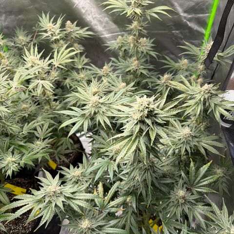 Planet of the Grapes RBX growlog timeline photo
