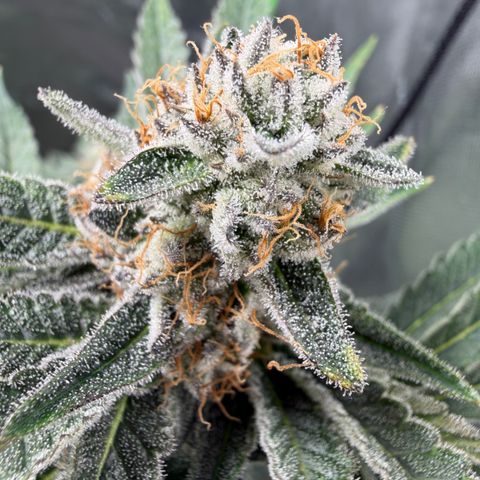 Planet of the Grapes RBX growlog timeline photo