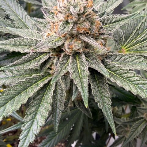 Planet of the Grapes RBX growlog timeline photo