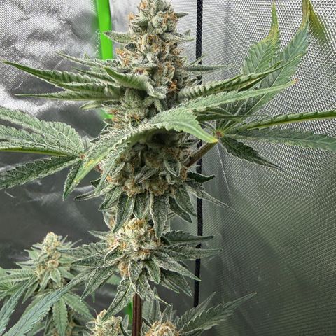 Planet of the Grapes RBX growlog timeline photo
