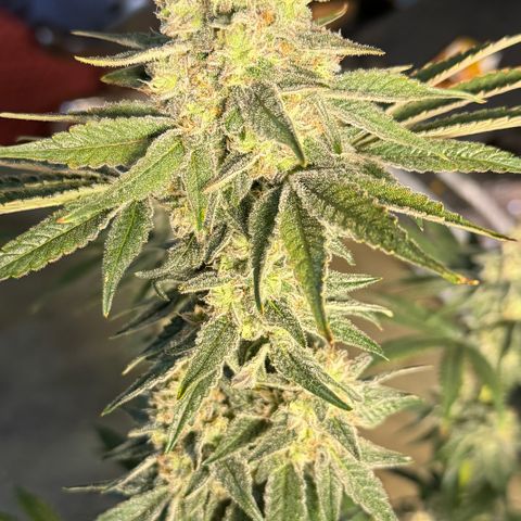 Planet of the Grapes RBX growlog timeline photo