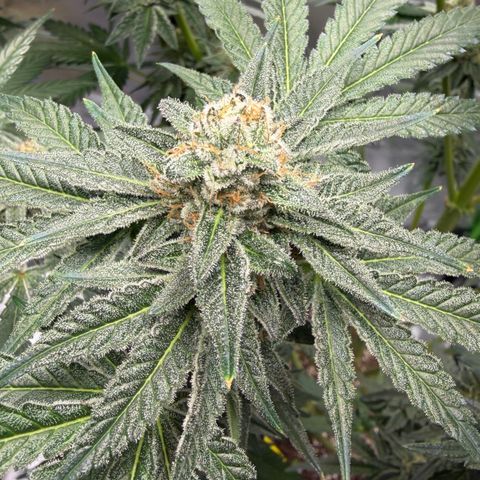 Planet of the Grapes RBX growlog timeline photo