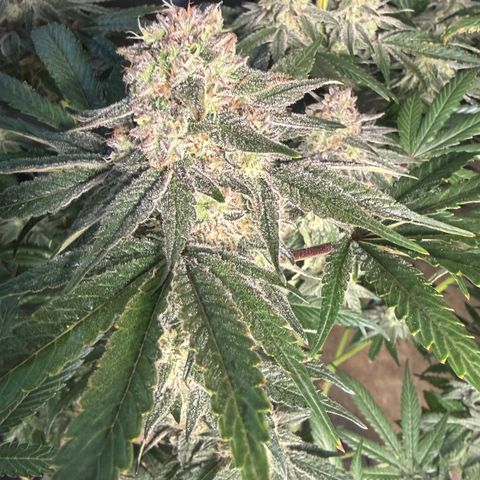 Planet of the Grapes RBX growlog timeline photo