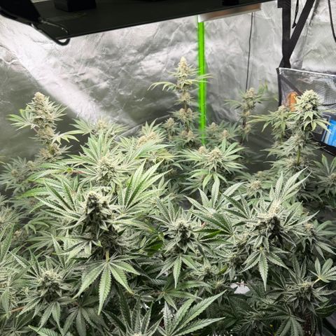 Planet of the Grapes RBX growlog timeline photo