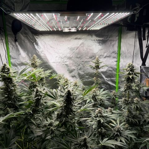 Planet of the Grapes RBX growlog timeline photo