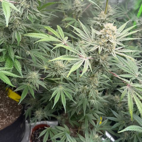 Planet of the Grapes RBX growlog timeline photo