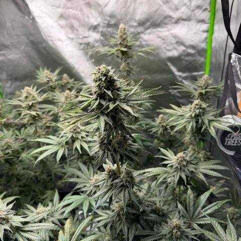 Planet of the Grapes RBX growlog timeline photo