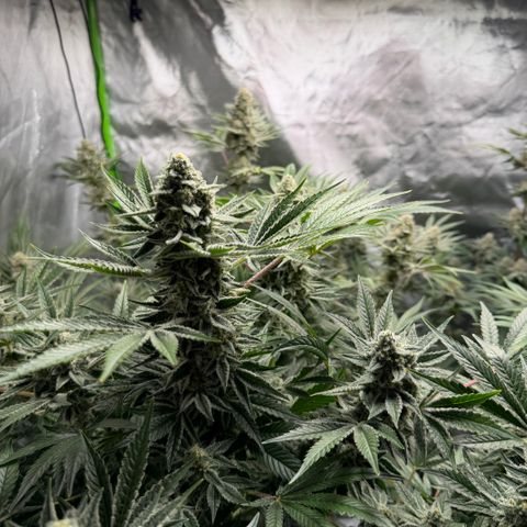 Planet of the Grapes RBX growlog timeline photo
