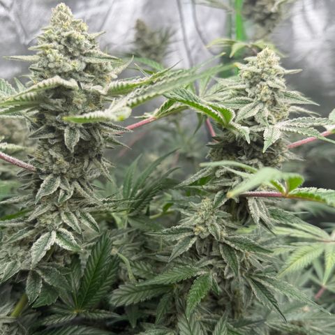 Planet of the Grapes RBX growlog timeline photo