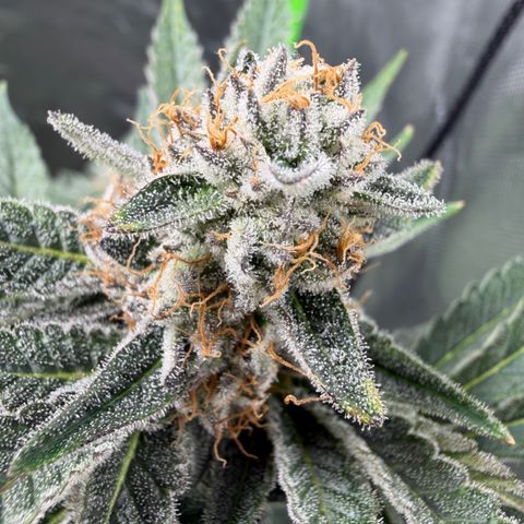 Planet of the Grapes RBX growlog timeline photo