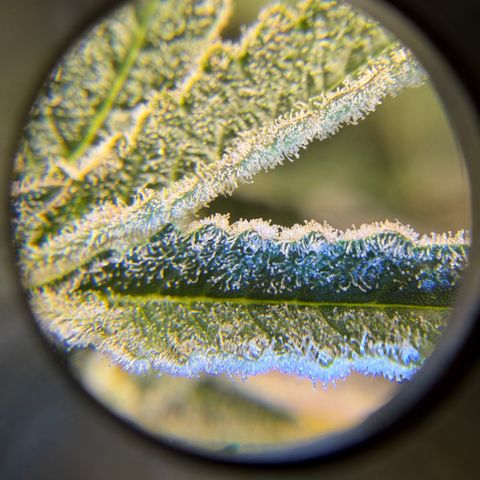 Planet of the Grapes RBX growlog timeline photo
