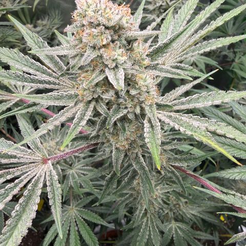 Planet of the Grapes RBX growlog timeline photo