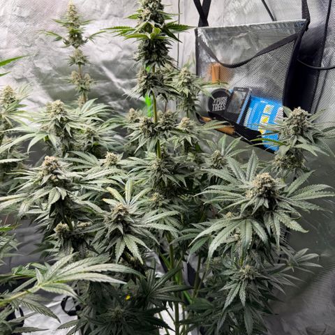 Planet of the Grapes RBX growlog timeline photo