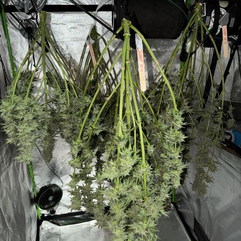 Planet of the Grapes RBX growlog timeline photo