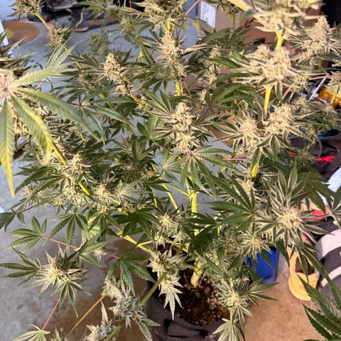 Planet of the Grapes RBX growlog timeline photo