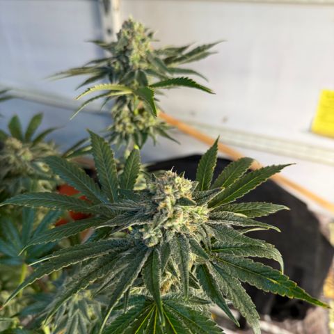 Planet of the Grapes RBX growlog timeline photo