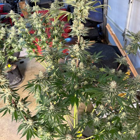 Planet of the Grapes RBX growlog timeline photo