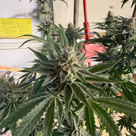 Planet of the Grapes RBX growlog timeline photo
