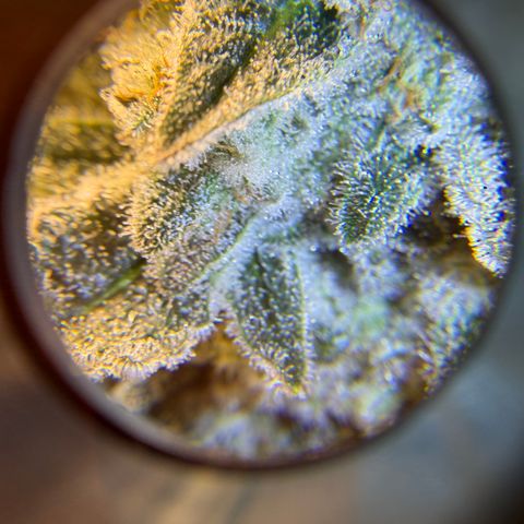 Planet of the Grapes RBX growlog timeline photo