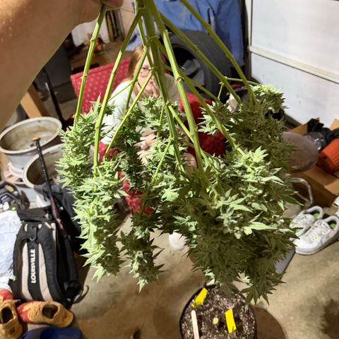 Planet of the Grapes RBX growlog timeline photo