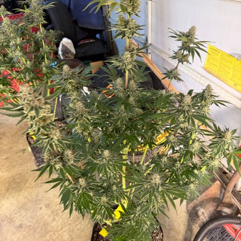 Planet of the Grapes RBX growlog timeline photo