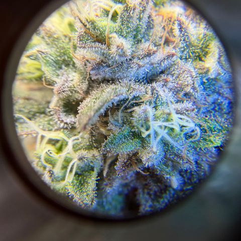 Planet of the Grapes RBX growlog timeline photo