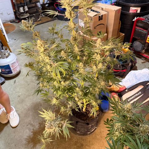 Planet of the Grapes RBX growlog timeline photo
