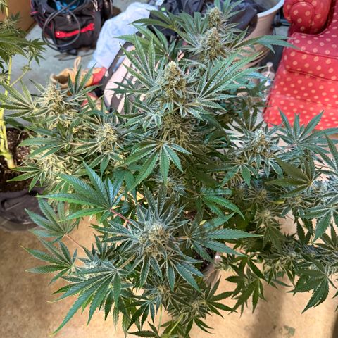 Planet of the Grapes RBX growlog timeline photo