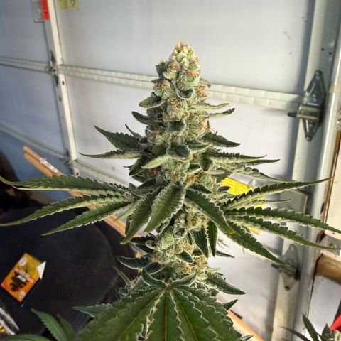 Planet of the Grapes RBX growlog timeline photo