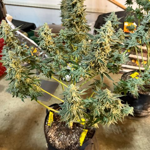 Planet of the Grapes RBX growlog timeline photo