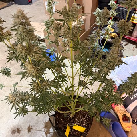 Planet of the Grapes RBX growlog timeline photo