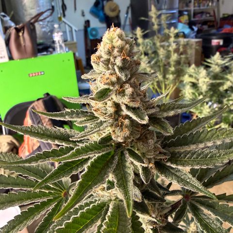 Planet of the Grapes RBX growlog timeline photo