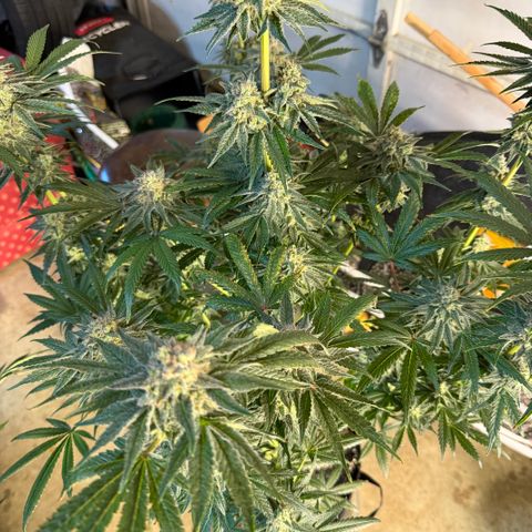 Planet of the Grapes RBX growlog timeline photo