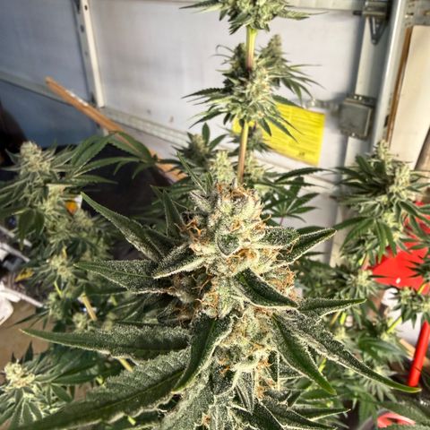 Planet of the Grapes RBX growlog timeline photo