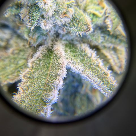 Planet of the Grapes RBX growlog timeline photo