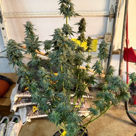 Planet of the Grapes RBX growlog timeline photo