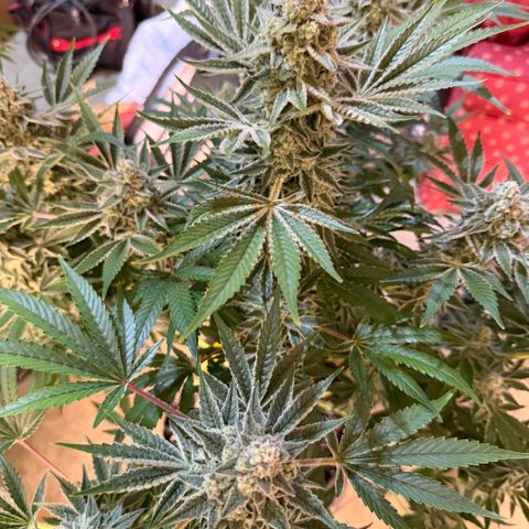 Planet of the Grapes RBX growlog timeline photo