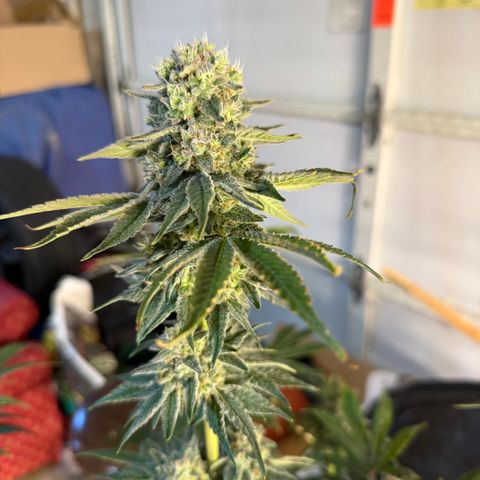 Planet of the Grapes RBX growlog timeline photo