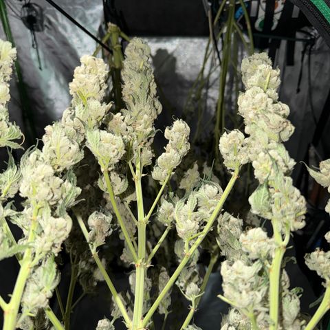 Planet of the Grapes RBX growlog timeline photo