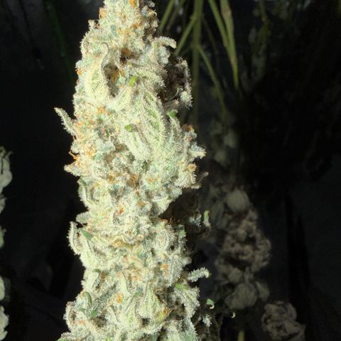 Planet of the Grapes RBX growlog timeline photo