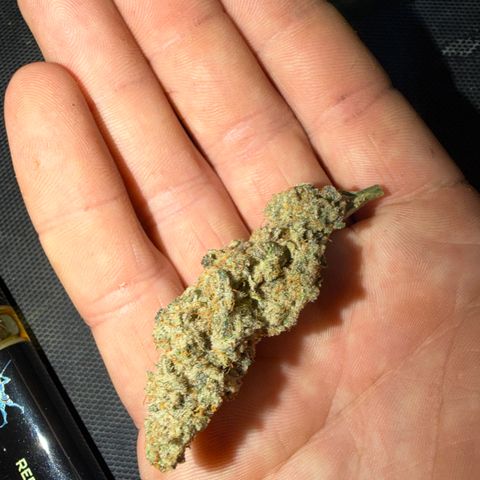 Planet of the Grapes RBX growlog photo: Curing burping getting her done