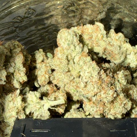 Planet of the Grapes RBX growlog photo: Curing burping getting her done