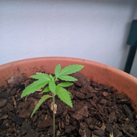 Amnesia growlog timeline photo