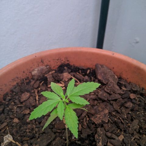 Amnesia growlog timeline photo