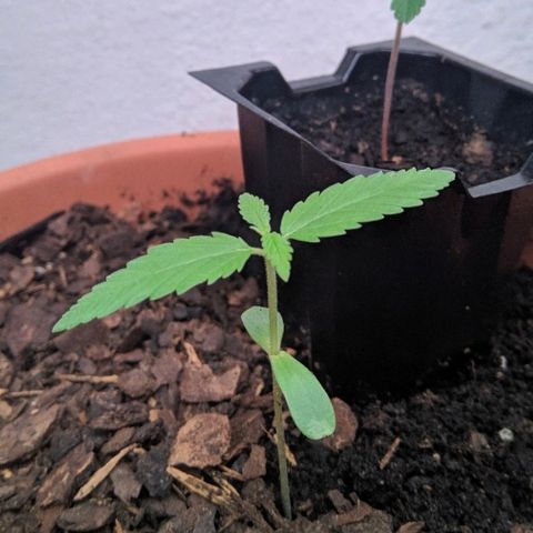 Amnesia growlog timeline photo