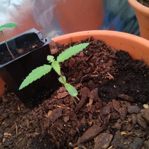 Amnesia growlog timeline photo